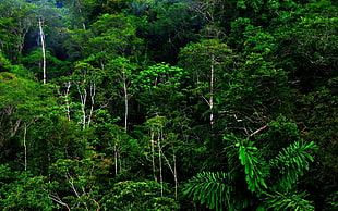 green leaf trees forest