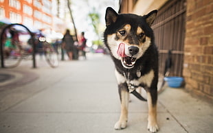 selective focus photography of a dog on pavement