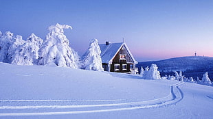 trees and house covered with snow during winter