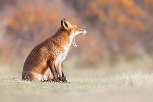 orange and white fox during daytime
