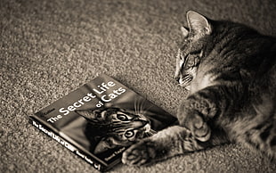 grayscale photo of a cat beside The Secret Life of Cats book