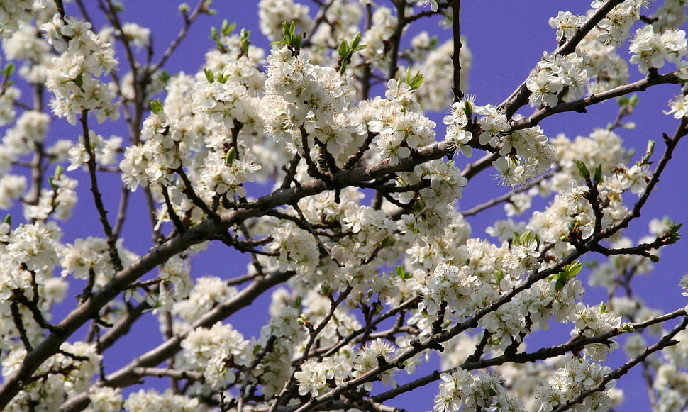 macro shot of white flowers HD wallpaper