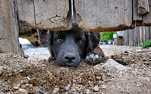black dog crawling under wooden door, animals, dog