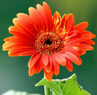 orange  flower, gerbera