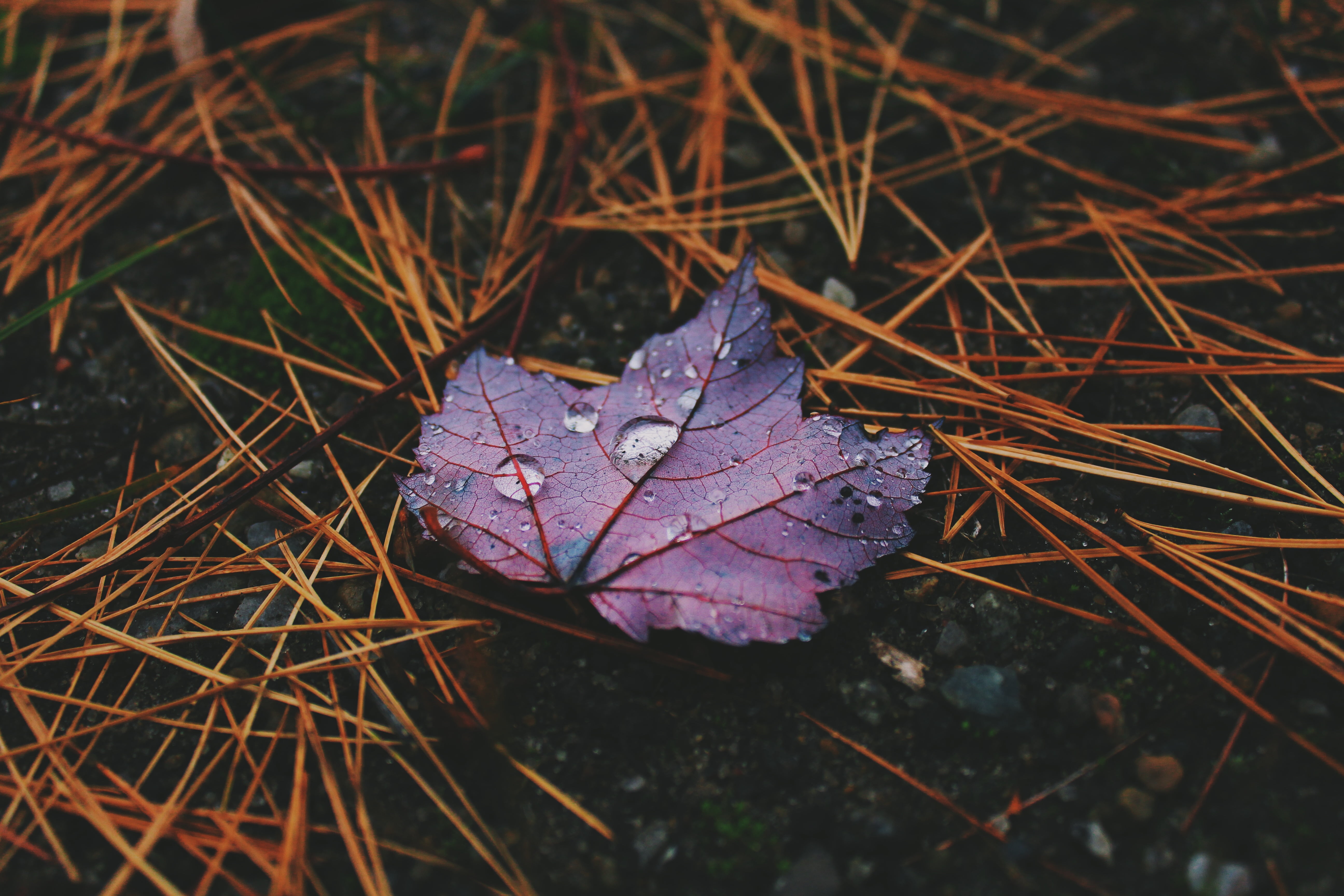 red and black leaf