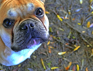 closeup photo of tan dog