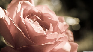 pink rose, nature, rose, flowers, plants HD wallpaper