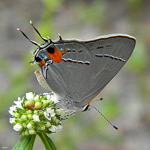 gray and red swallowtail butterfly macro photography, gray hairstreak, strymon HD wallpaper