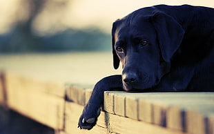 adult short-coated black dog leaning on floor HD wallpaper