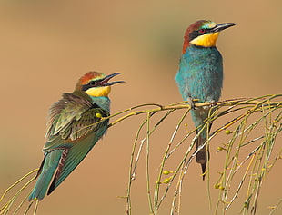 blue and brown bird on branch, merops apiaster, european bee-eater