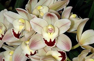 close up photo of red-white-yellow orchid