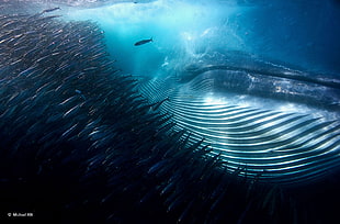 humpback whale TV still, nature, water, underwater, sea HD wallpaper