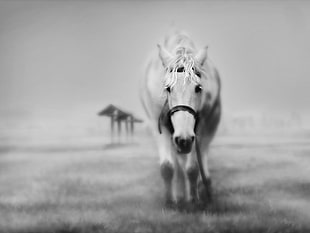 greyscale photo horse