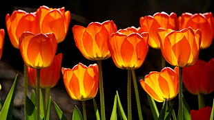 orange Tulips closeup photography HD wallpaper