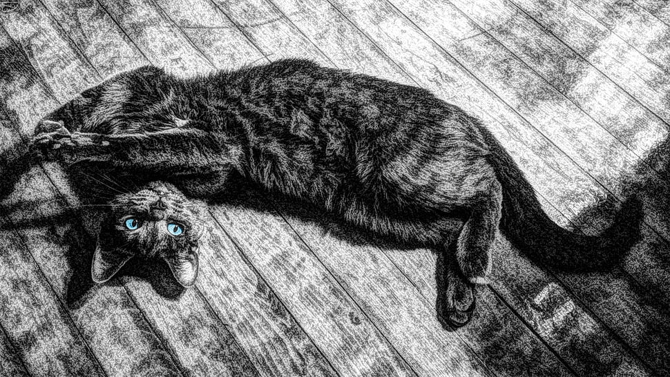 grayscale photo of cat HD wallpaper