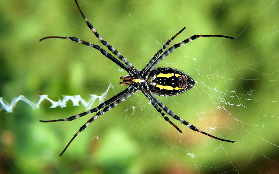 black and yellow spider, spider, insect, animals, macro HD wallpaper