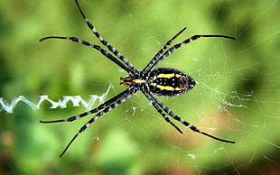black and yellow spider, spider, insect, animals, macro