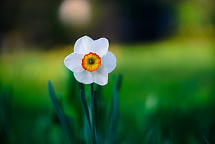 selective focus photography of white Narcissus flower