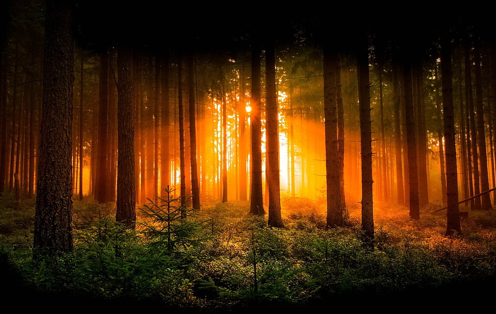forest photography, nature, landscape, trees, pine trees HD wallpaper