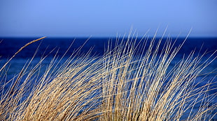 brown grass, sea