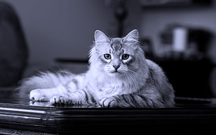 grayscale photography of Maine coon cat
