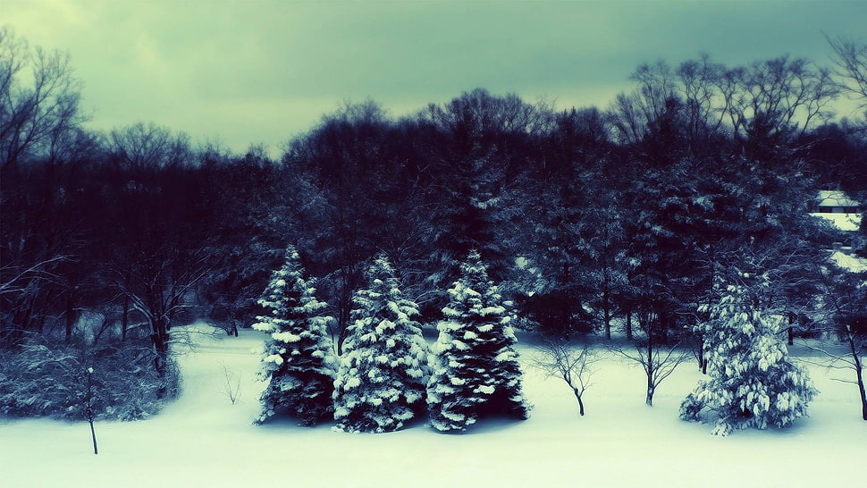 green leafed trees, filter, nature, snow, forest HD wallpaper