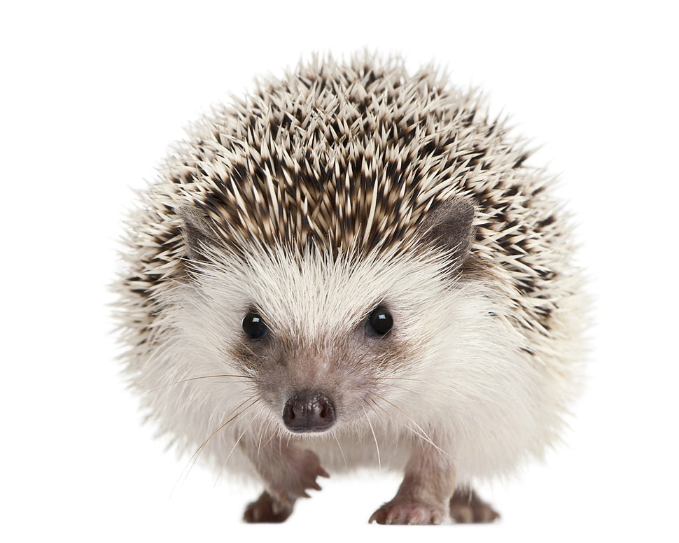 white hedgehog HD wallpaper