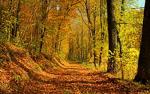 orange and yellow forest during daytime HD wallpaper
