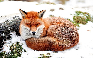 red fox on snow during daytime