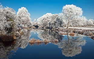 white leaf trees and calm body of water under blue skies HD wallpaper