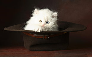 cat on hat HD wallpaper