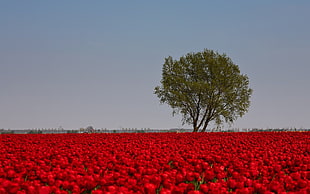 red flowers field near green tree under gray sky at daytime