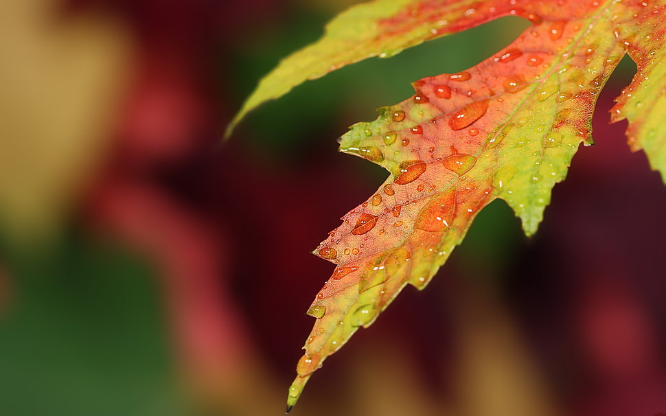 yellow and red maple leaf with dew drops HD wallpaper