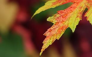 yellow and red maple leaf with dew drops