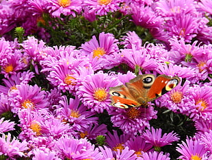 bed of purple petaled flowers with and brown peacock butterfly on top
