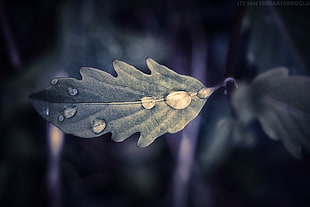 macro photography of water drop on leaf