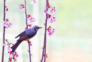 grey and white small beak bird perched on pink flower plant at daytime, brown-eared bulbul