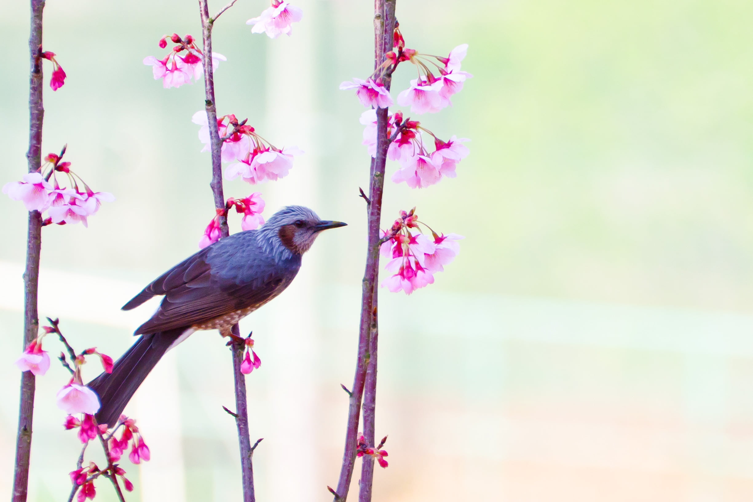 grey and white small beak bird perched on pink flower plant at daytime, brown-eared bulbul