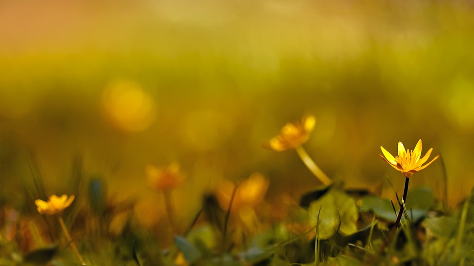 shallow focus photography of yellow petaled flower during daytime HD wallpaper