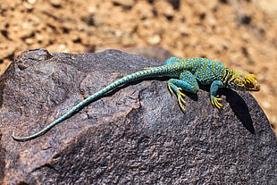 macro photography of yellow, black, and teal Desert Collared Lizard standing on rock
