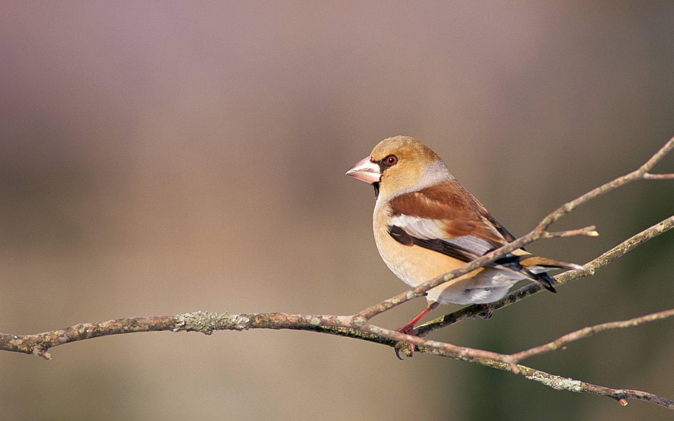 brown bird perched on tree branch selective focus photography HD wallpaper