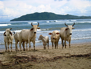 white cattle beside beach