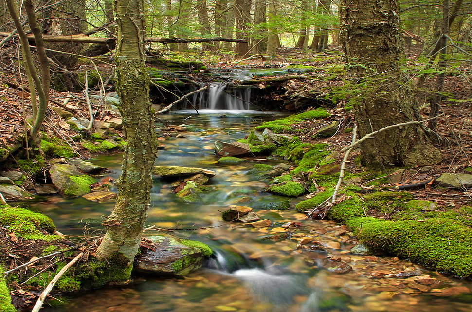 trees near in river timelapse photp HD wallpaper