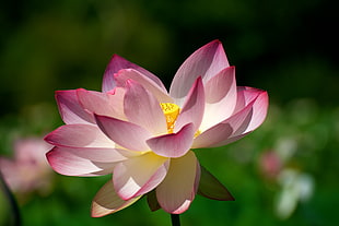 red and white lotus flower, lotus blossom HD wallpaper