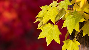 yellow maple leaves, leaves