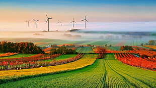 green crop field, nature, landscape, trees, clouds HD wallpaper
