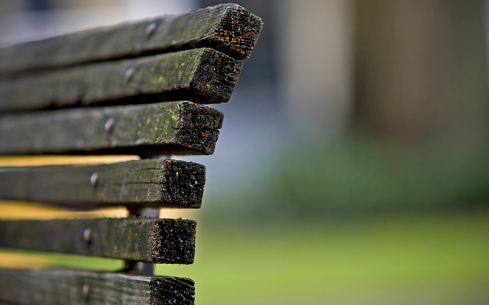 selective focus of brown bench photography HD wallpaper