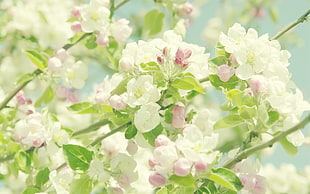 close up photo of white and pink flowers HD wallpaper