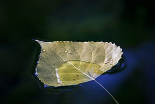 closeup photography of green leaf on water