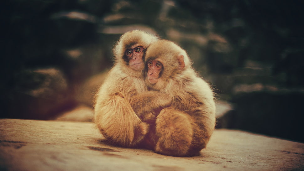 two brown primates, macaques, monkey, animals, baby animals HD wallpaper